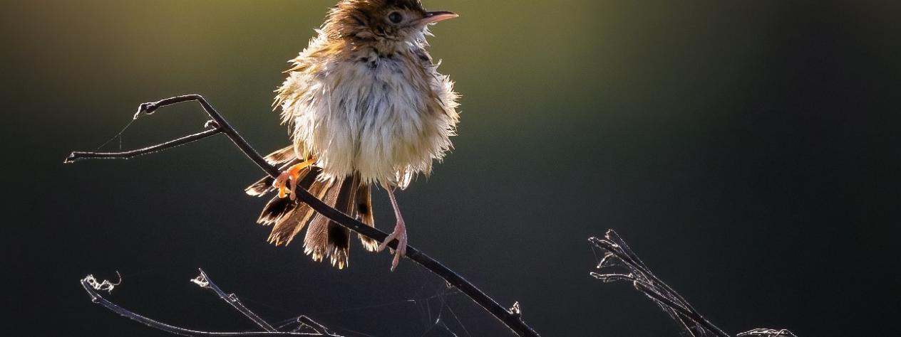 Steve Parish-Nature Photography Workshop Brisbane