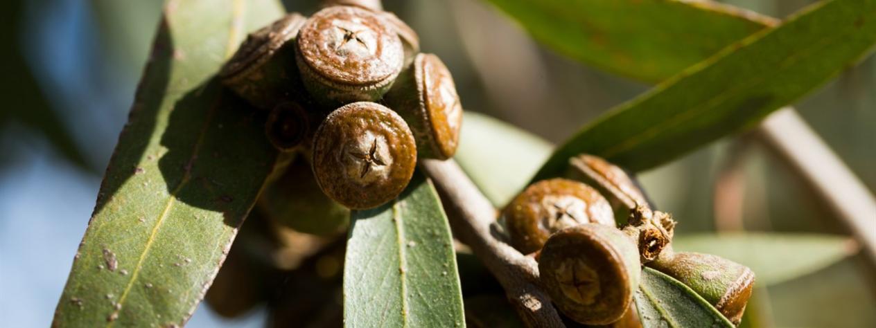 Ubiquitous eucalypts - Special walk - City Botanic Gardens