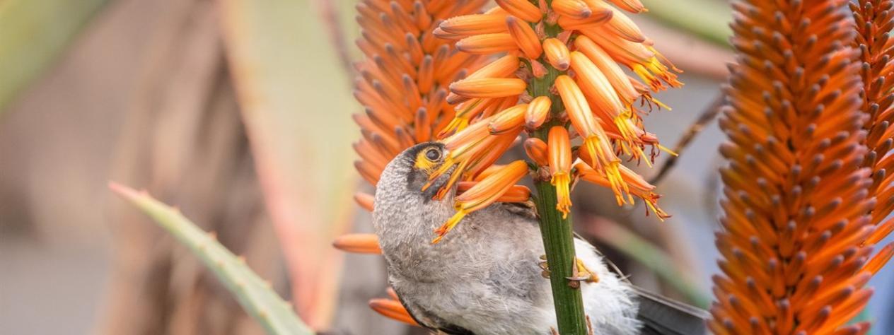 Pollination by Design - Guided Walk - Brisbane Botanic Garden