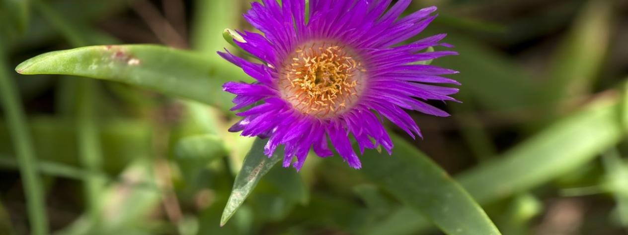 Guided walk of the Tulla-yugaipa Track (useful plants)