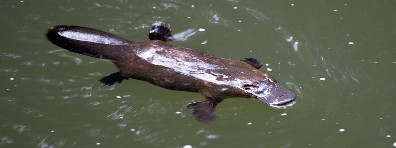 Annual Platypus Survey - Moggill Creek Catchment Group