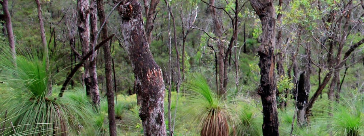 Bush Kindy - World Wetlands Day