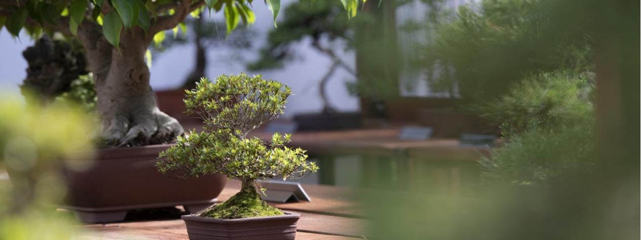 Bonsai demonstration - Bonsai Society of Queensland