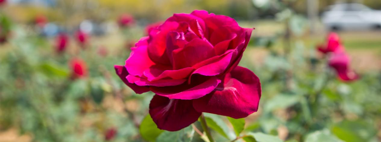 Queensland Rose Society - Spring Show