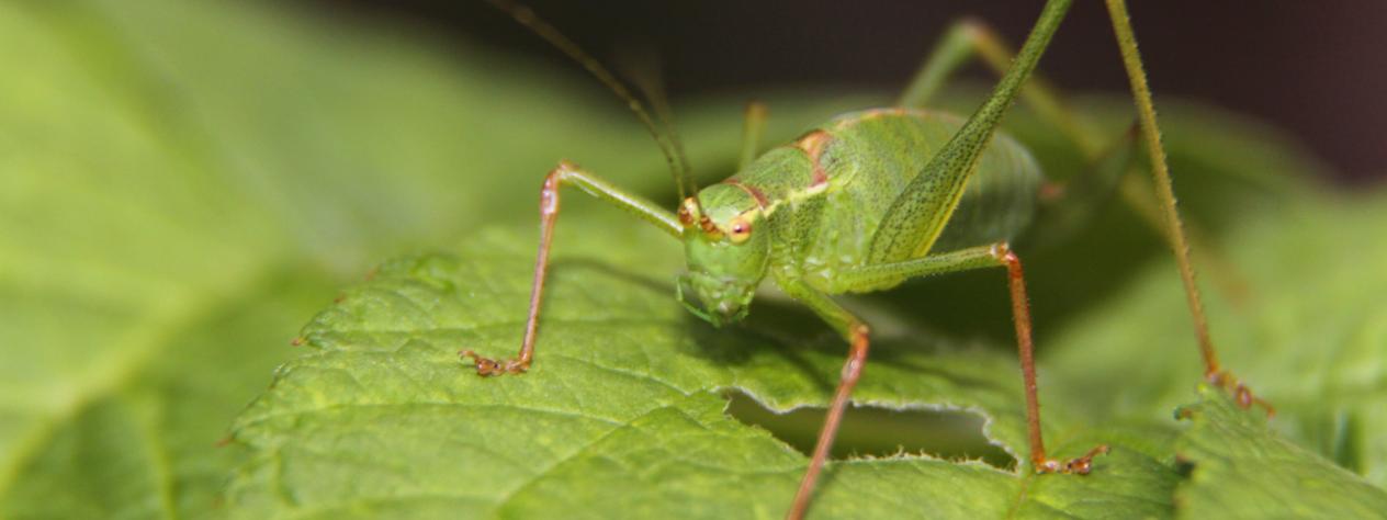 Little Explorers: Bug Detectives (5 years+)