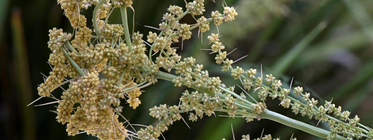 Native plants guided walk