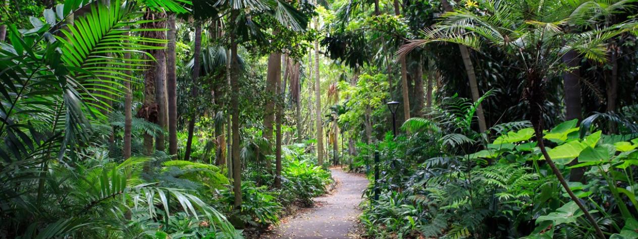 A rainforest ecosystem in the city - Special walk - City Botanic Gardens