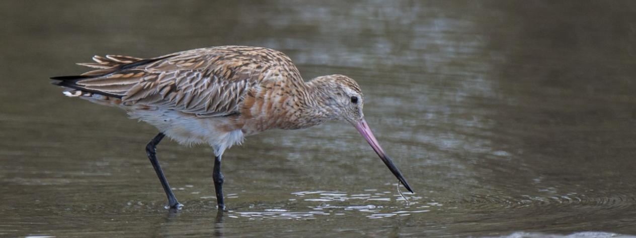 Feathered Friends: Shorebird Adventure (7 -12 yrs)