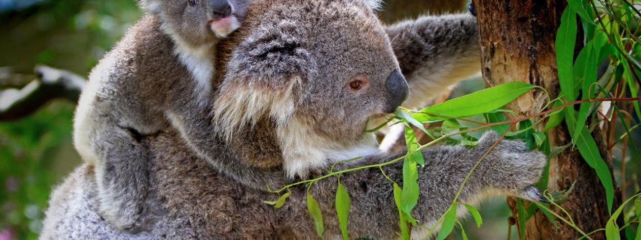 Bush Kindy - Koala Bear Picnic