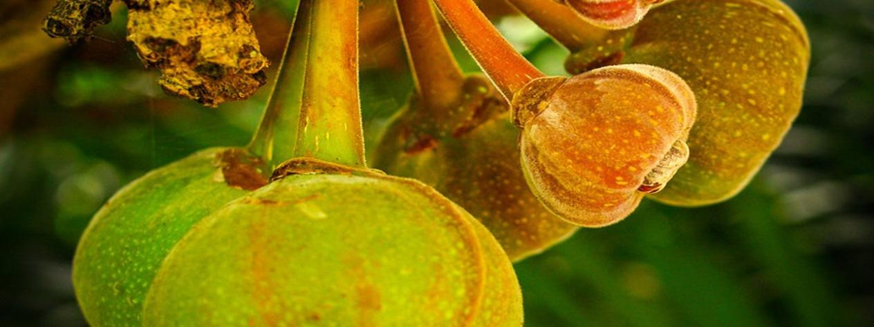 Fantastic Figs - Guided Walk - City Botanic Gardens