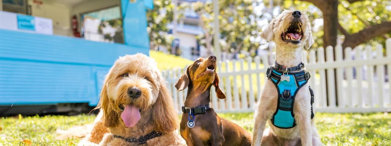 Pop-Up Pooch Party