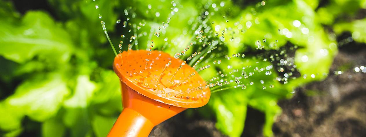 Gardening in the shade