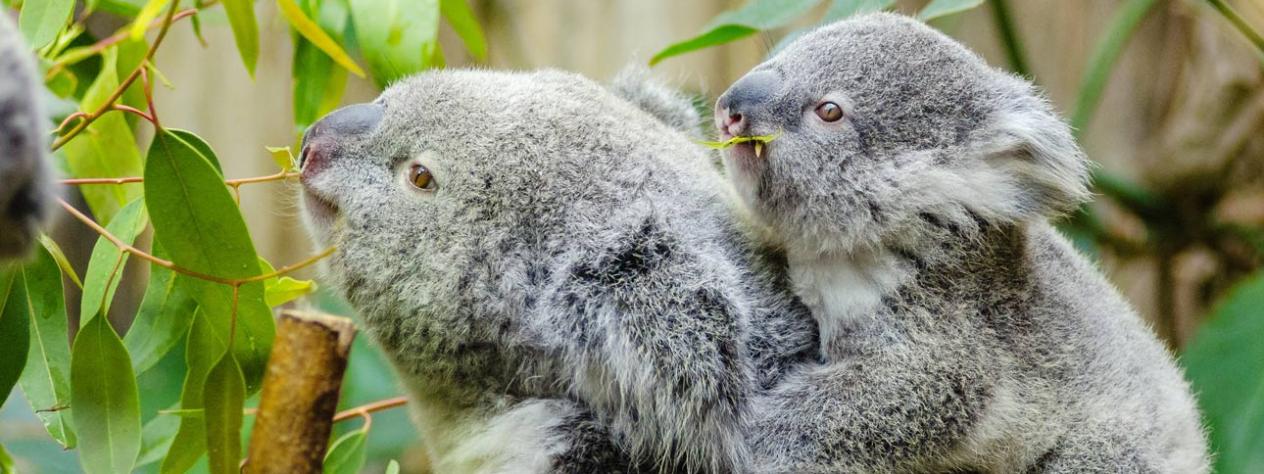 Bush Kindy - Koala Bear Picnic