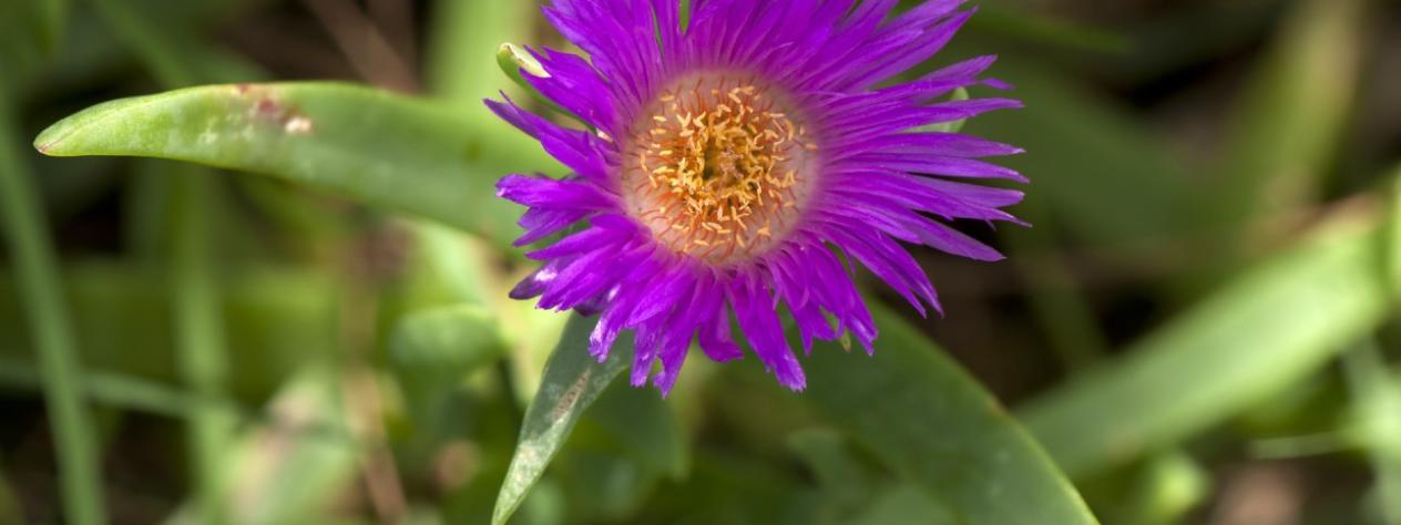 Guided walk of Tulla-yugaipa dhagun Track (useful plants)