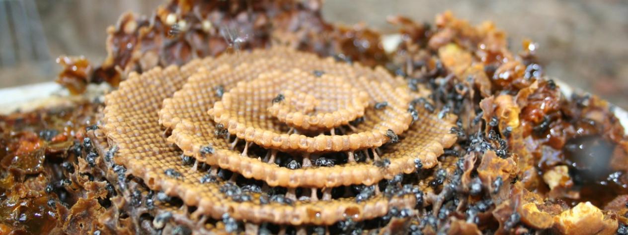 Native stingless bees and how to keep them