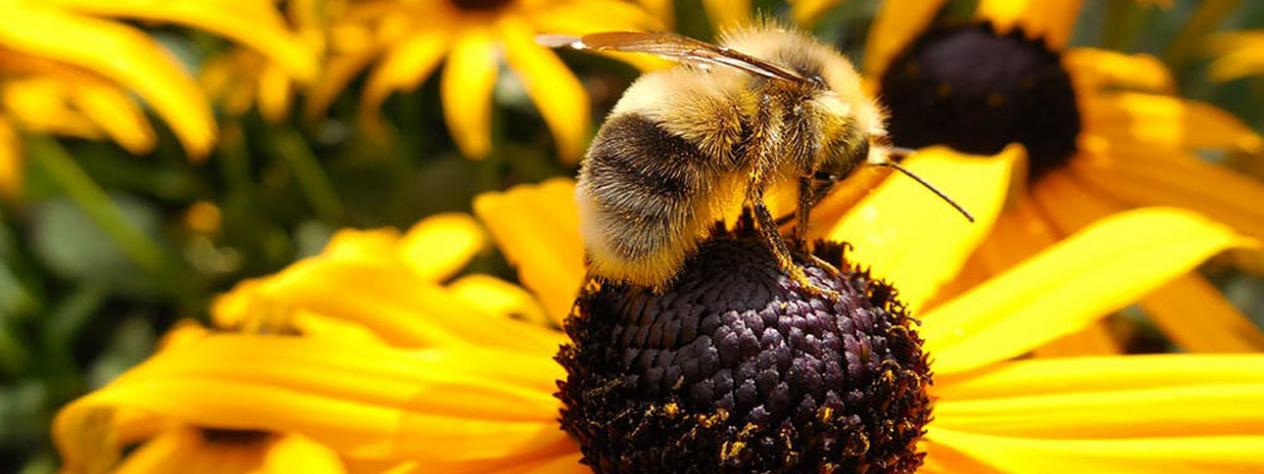 Growing pollinator gardens: A buzz for bees and other insects