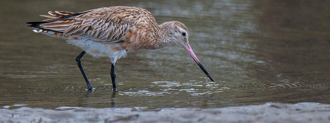 Feathered Friends: Shorebird Adventure (7 -12 yrs)