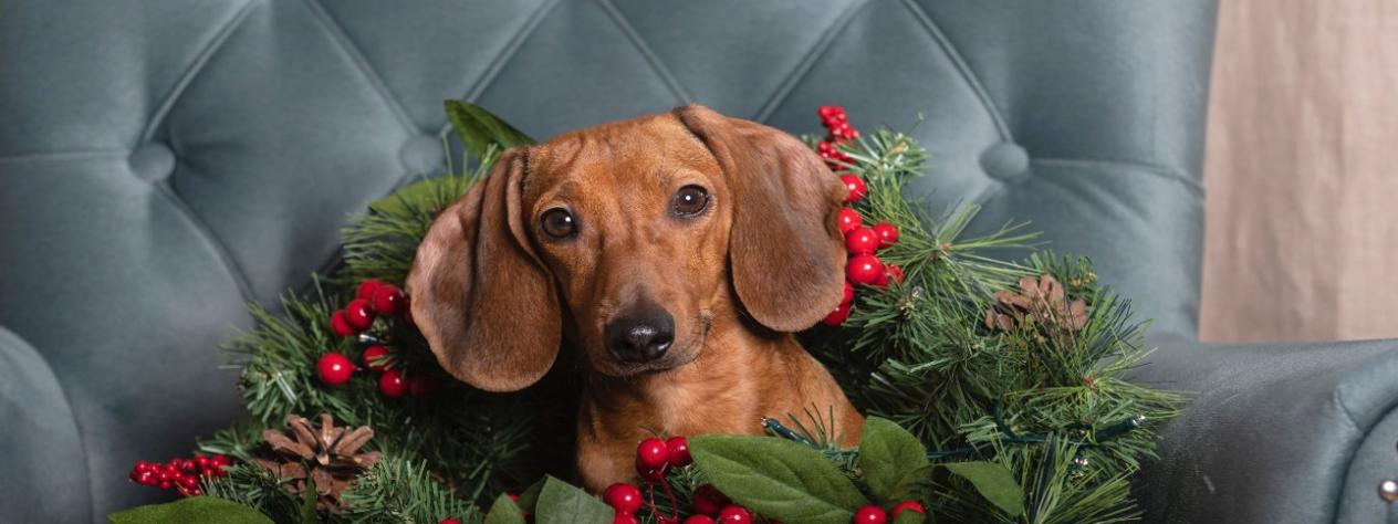 Devoted 2 Dachshunds Rescue Christmas in July
