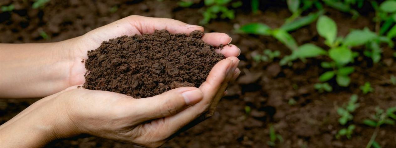 World soil day -  Building healthy soils