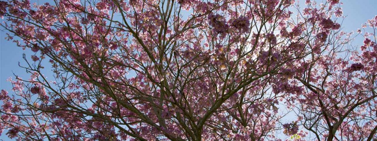 Jacaranda Festival