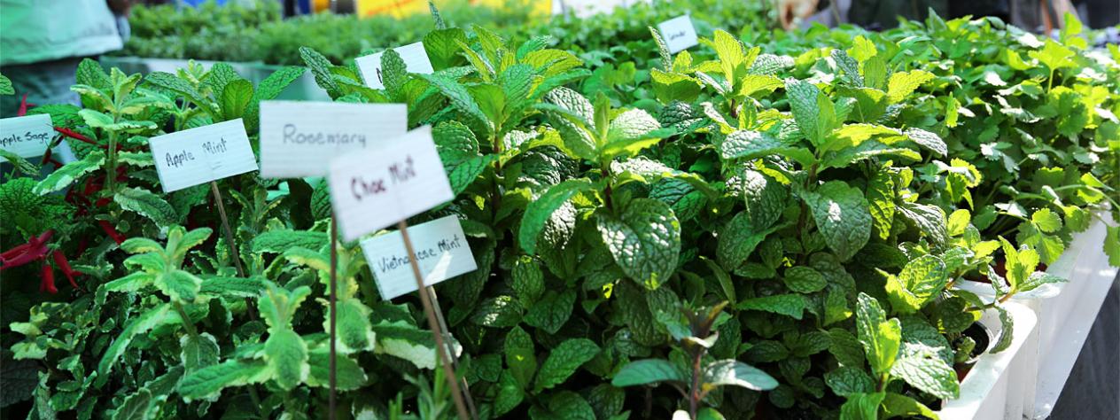 Northey Street Organic Farmers Market