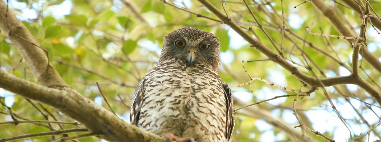 Brisbane Biodiversity Seminar: Flight for Survival