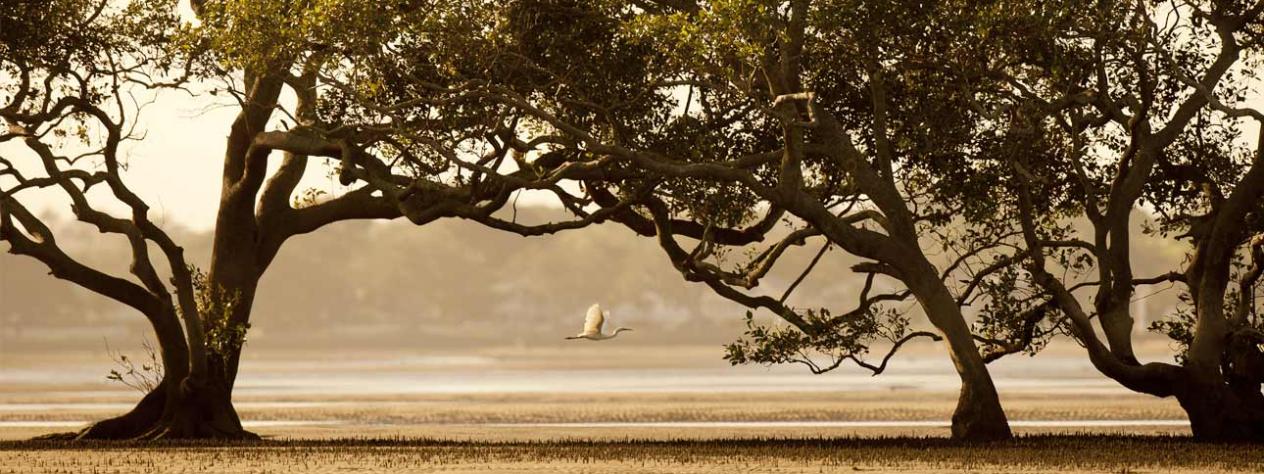 The shorebirds of Moreton Bay