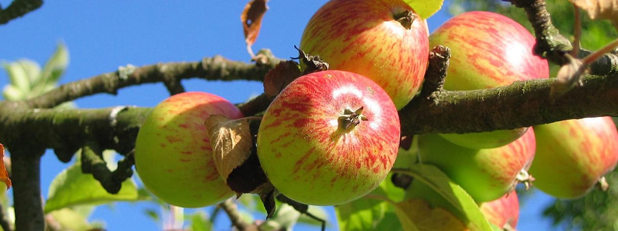 Growing healthy organic fruit trees