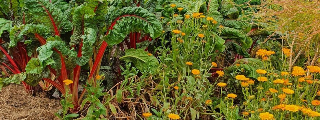 Companion planting