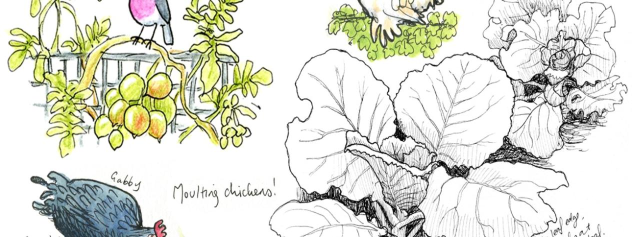Winter in the veggie patch - Nature journaling for gardeners